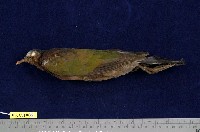 藏品(翠翼鳩)的圖片